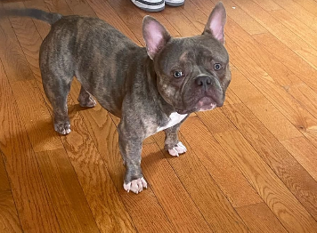 Bruno