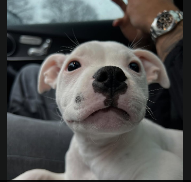 Ranger