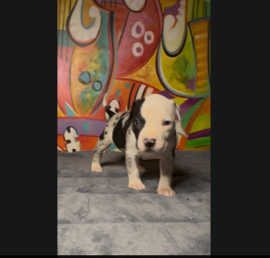 Peanut
