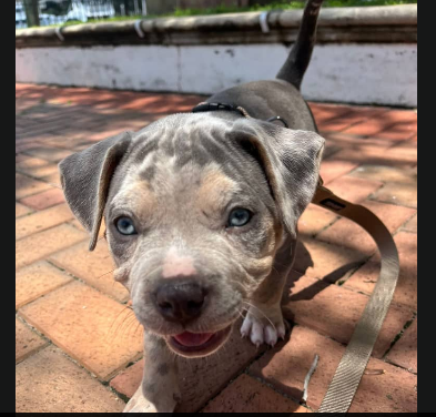 Texas pitbull puppy