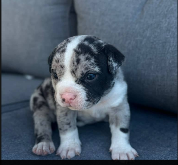 Pepper
