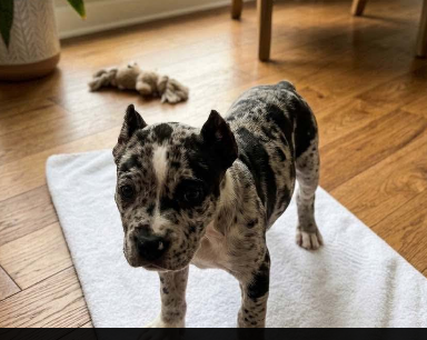Dottie